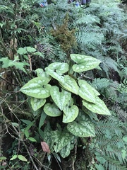 Asarum ampulliflorum