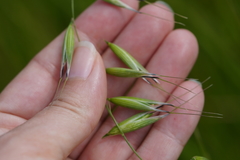 Avena sativa