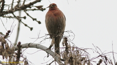 Haemorhous mexicanus
