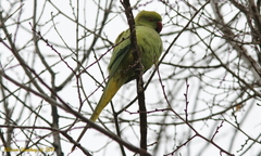 Psittacula krameri
