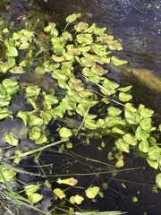 Potamogeton cheesemanii