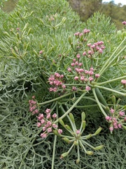 Lomatium columbianum