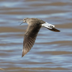 Green Sandpiper photo 6