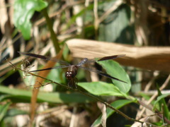 Erythrodiplax umbrata