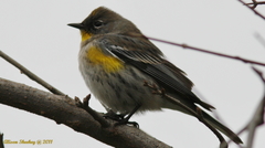 Setophaga coronata