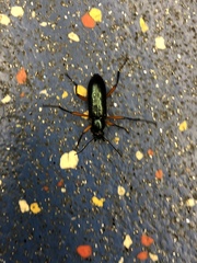 Strongylium erythrocephalum