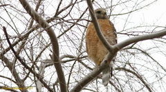 Buteo lineatus