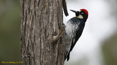 Melanerpes formicivorus