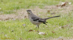 Mimus polyglottos