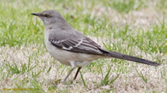 Mimus polyglottos