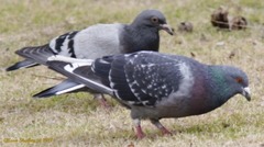 Columba livia