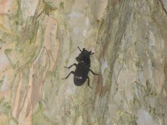 Lucanidae