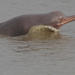 Ganges River Dolphin - Photo Zahangir Alom / Marine Mammal Commission / National Oceanic and Atmospheric Administration, no known copyright restrictions (public domain)