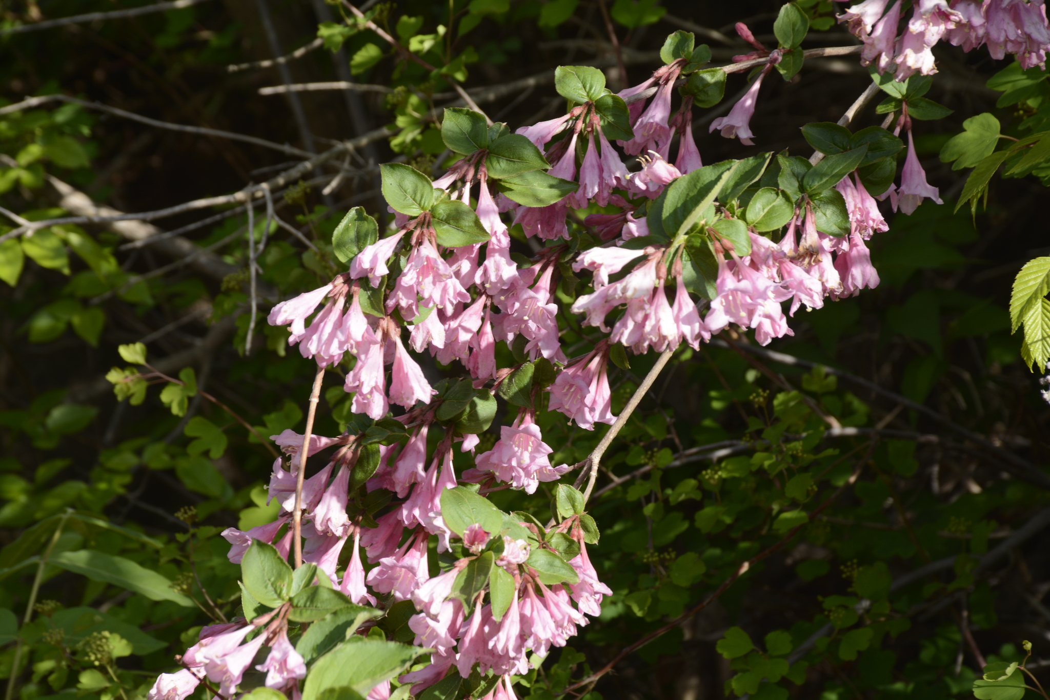 Imagem de Weigela florida