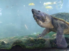 Staurotypus