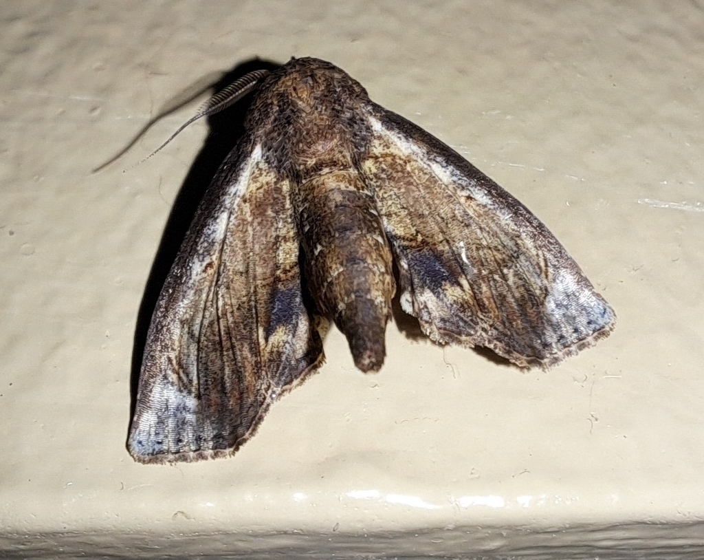 Paectes costistrigata