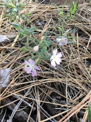 Phlox woodhousei
