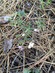 Phlox woodhousei