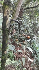 Chamaedorea linearis