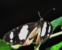 Amauris ochlea ochlea