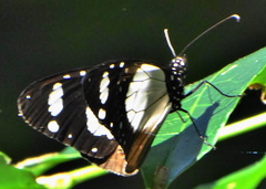 Amauris ochlea ochlea