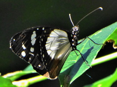 Amauris ochlea ochlea