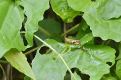 Apalacris varicornis
