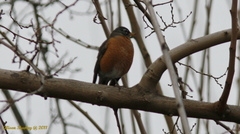 Turdus migratorius