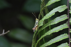 Apalacris varicornis