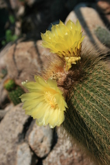 Parodia lenninghausii