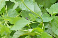 Hemithyrsocera palliata