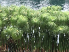 Cyperus papyrus
