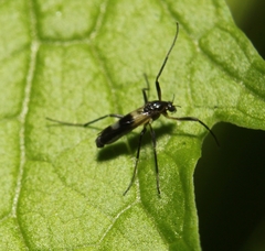 Chasmatonotus