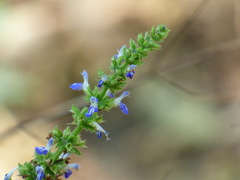 Salvia xalapensis