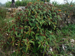 Miconia angustilamina
