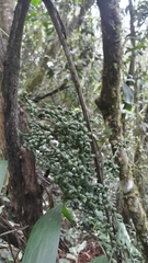 Chamaedorea linearis