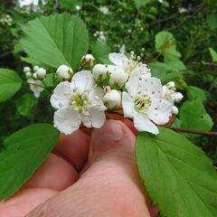 Crataegus pruinosa