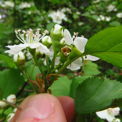 Crataegus pruinosa