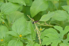 Hemithyrsocera palliata