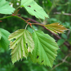 Crataegus pruinosa