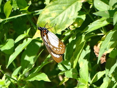 Charaxes wakefieldi