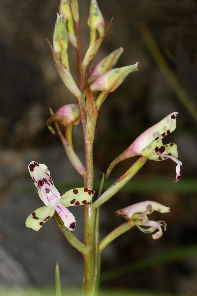 Disa vigilans