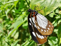 Charaxes wakefieldi