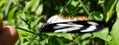 Charaxes wakefieldi