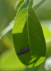 Graphocephala confluens