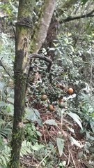 Chamaedorea linearis