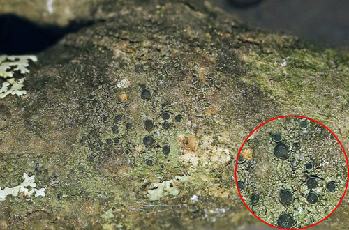 Representative image of Catillaria nigroclavata