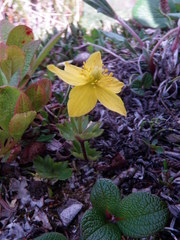 Anemonastrum richardsonii
