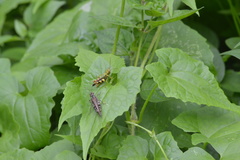 Apalacris varicornis