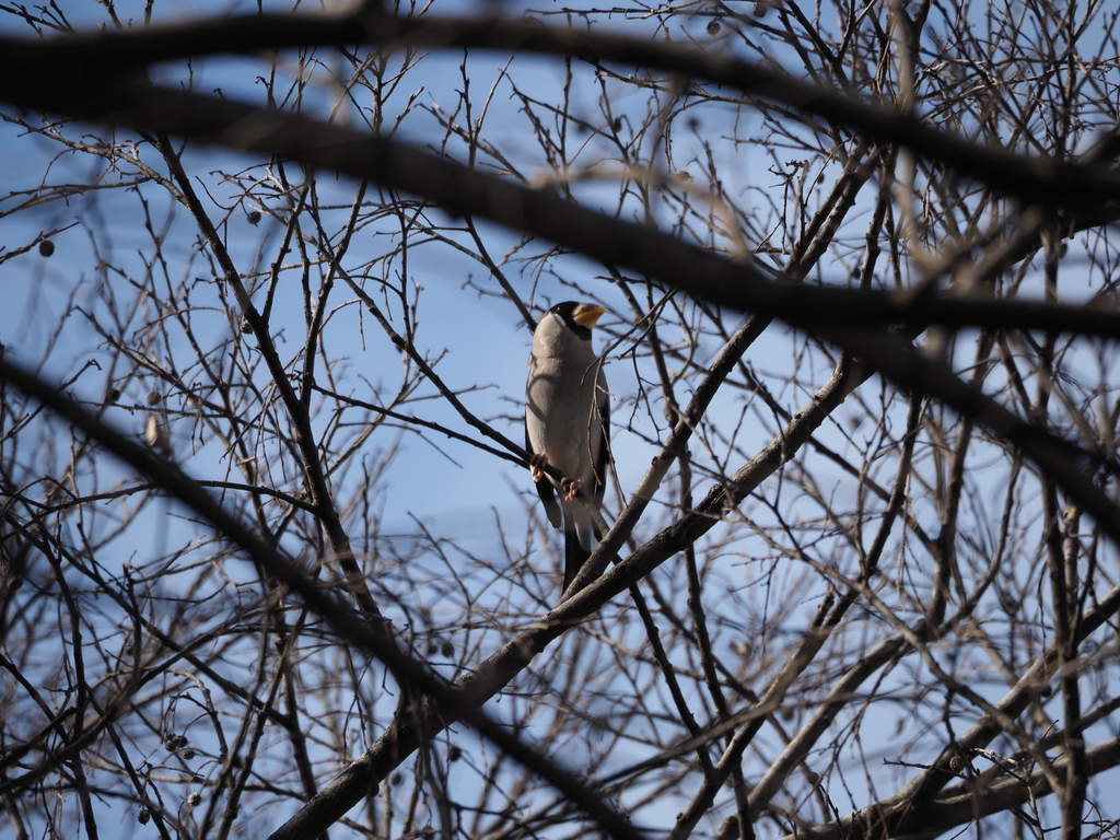 Japanese Grosbeak from 日本、〒370-0867 群馬県高崎市乗附町 on January 29, 2022 at 12 ...